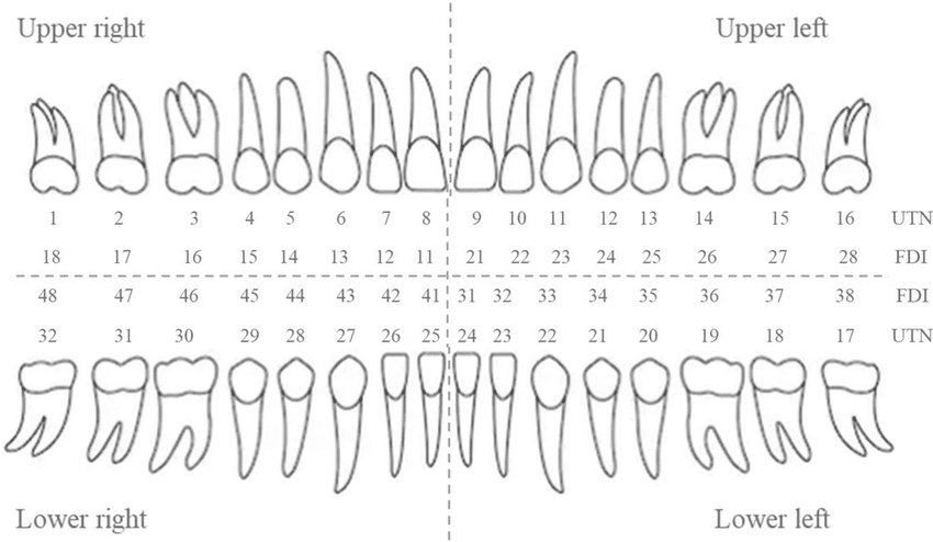 nomenclator universal