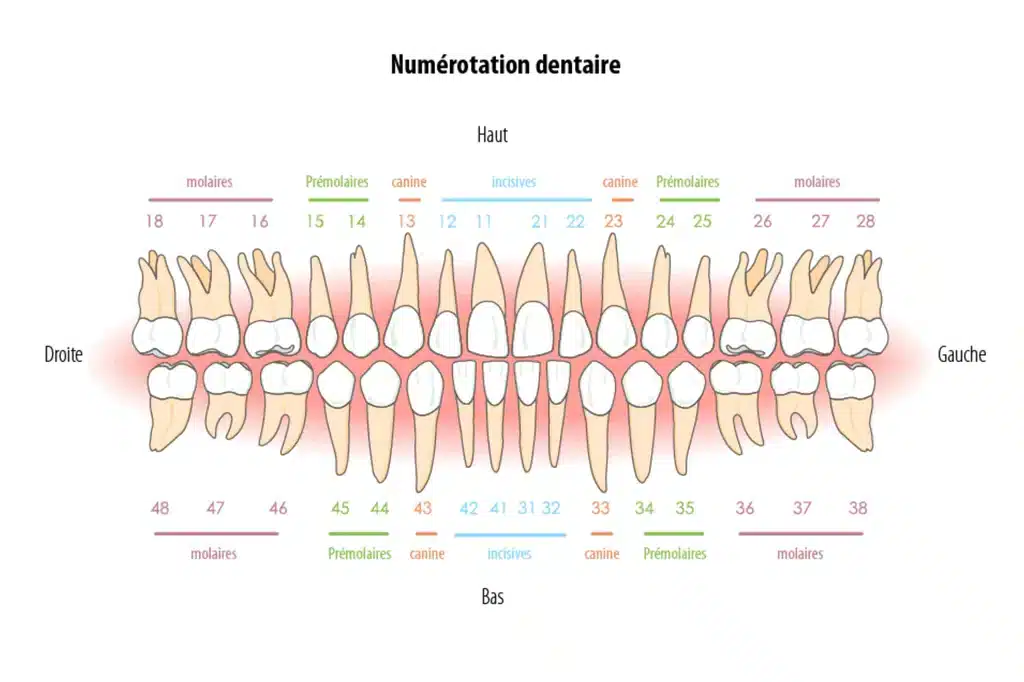 numerotarea dintilor